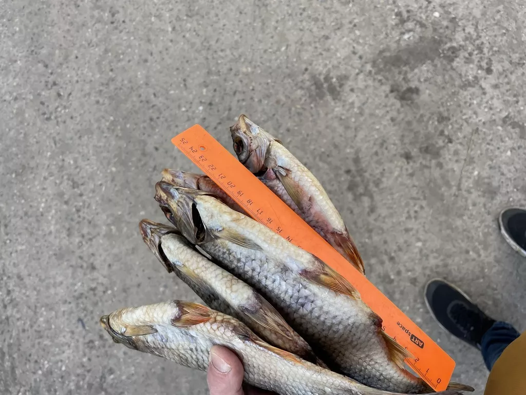 рыба вяленая от производителя в Рыбинске 2