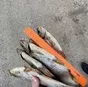 рыба вяленая от производителя в Рыбинске 2