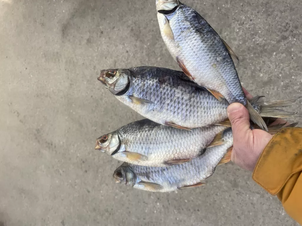 рыба вяленая от производителя в Рыбинске