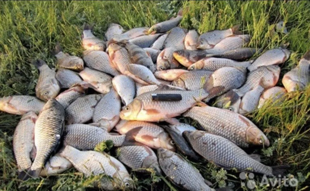 речная рыба  в Ярославле
