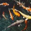 Ученые ЯрГУ получили грант на исследование заболеваний рыб