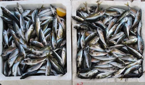 Ярославские рыбодобывающие организации добыли свыше тысячи тонн рыбы