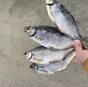 рыба вяленая от производителя в Рыбинске